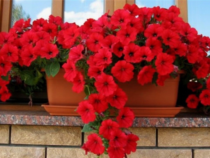 Flowers and plants for balconies