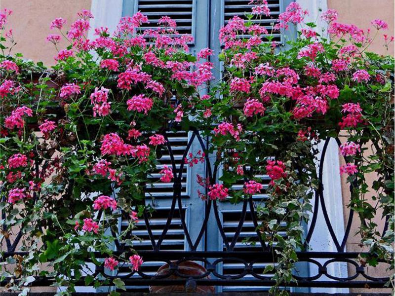 Balcony in flowers