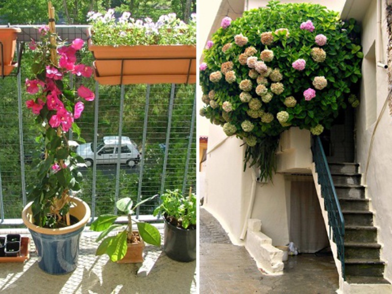 Wonderful flowers in the decoration of the balcony