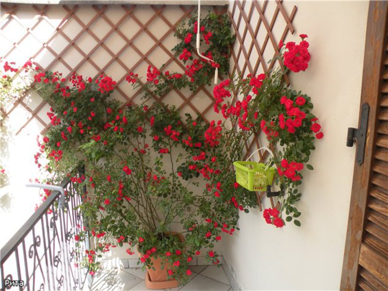 Flower arrangements for the balcony,