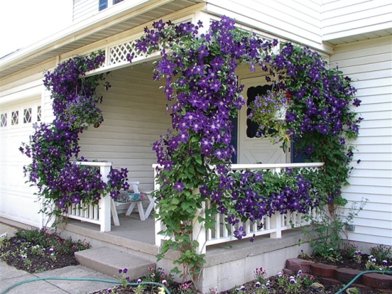 Flower pots on the balcony