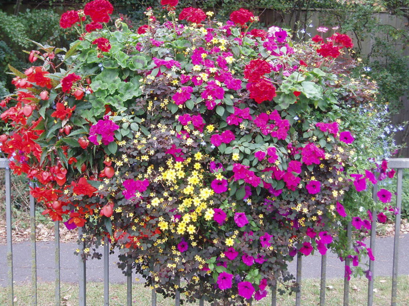 Flowers for the balcony