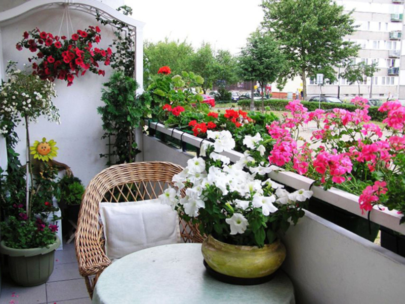 Flowering plants for balconies