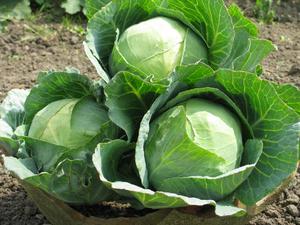 A characteristic description of varieties of white cabbage