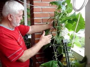 Features of growing cucumbers on the balcony