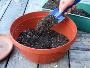 The process of preparing the soil for sowing cucumber seeds