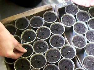 Description of the correct method of sowing balcony cucumber seeds