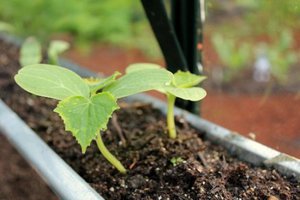 Tips from experienced gardeners on how to transplant cucumber seedlings