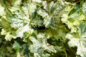 How to plant Heuchera in the ground