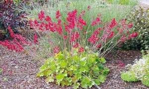 Beautiful Heuchera flower