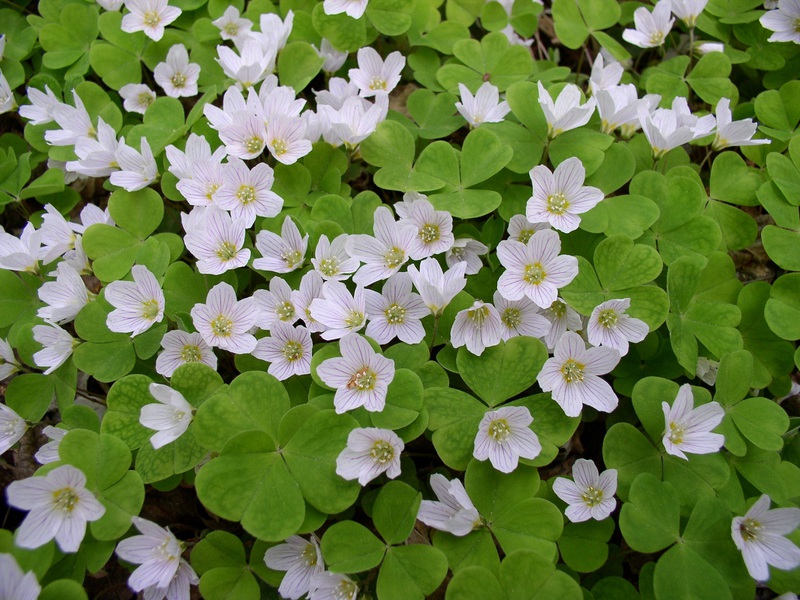 Characteristics of the common oxalis