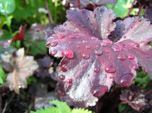 How to grow Heuchera