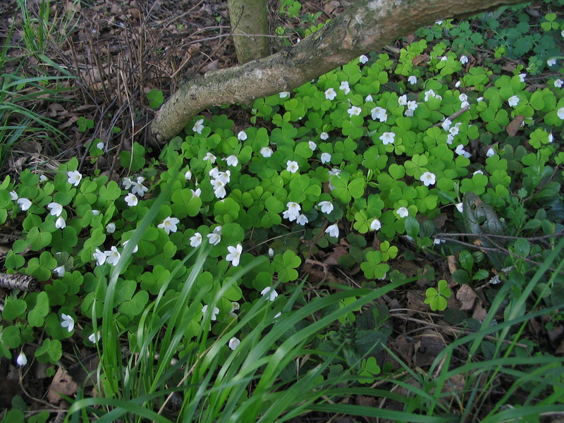 Features of the growth of acidwood Kleistogamia in coniferous forests