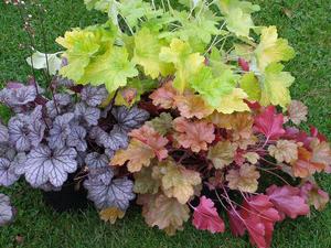 Heuchera garden decoration