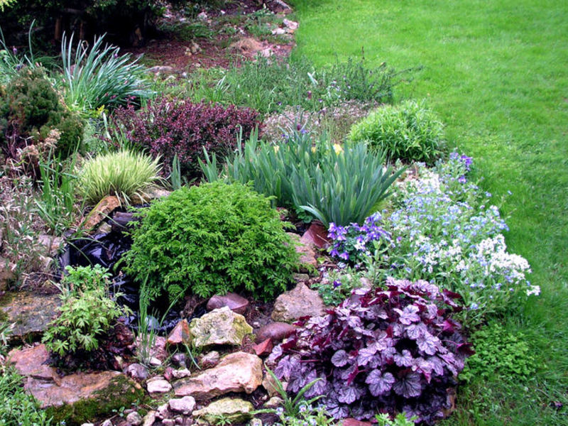 Planting Heuchera