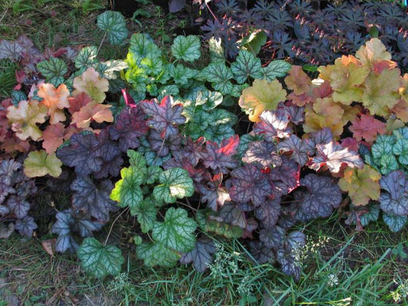 Growing Heuchera