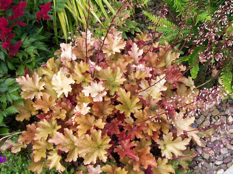 Heuchera bush in the garden