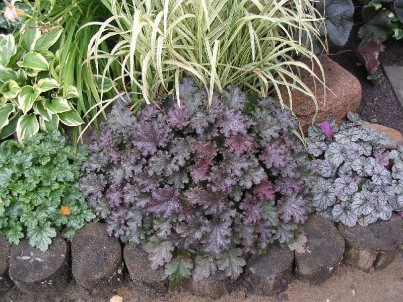 Heuchera flower