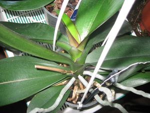 How to determine the condition of an orchid