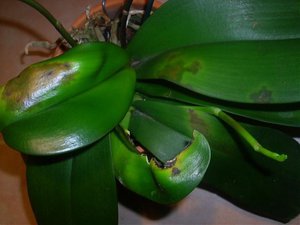 Phalaenopsis orchid - leaves turn yellow