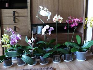 How to grow an orchid