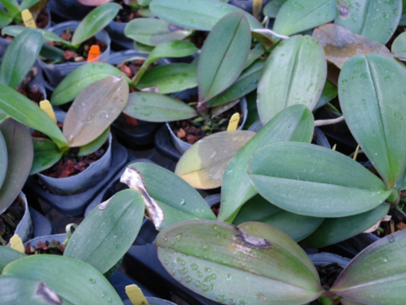 Orchid pests