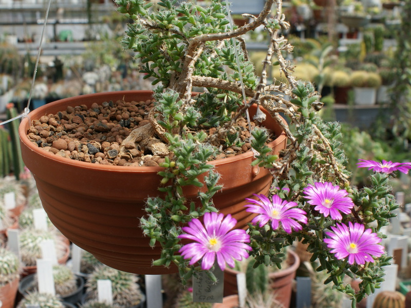 Succulent oxalis as a house plant