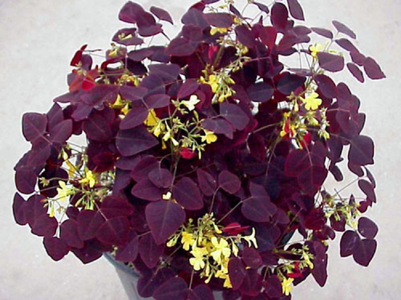 Description of the external qualities of oxalis oxalis oxalis Hedizarium