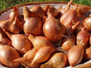 Shallots variety