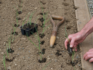 The peculiarity of growing shallots