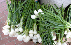 How to plant shallots