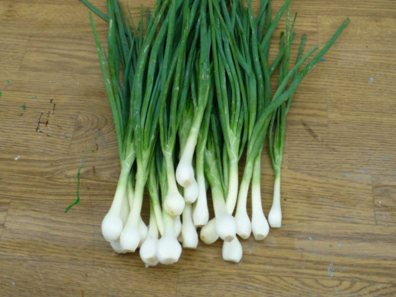 Green shallots