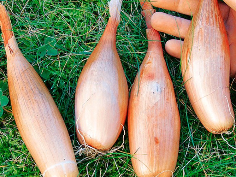 How to grow shallots