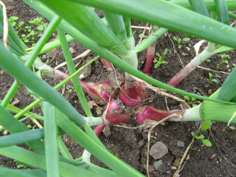 Shallots in the garden