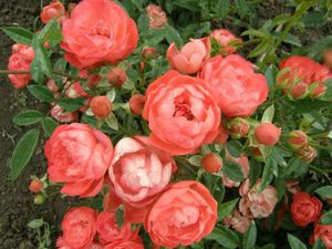 Beautiful bush of polyanthus rose.