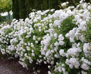 How to care for a polyanthus rose