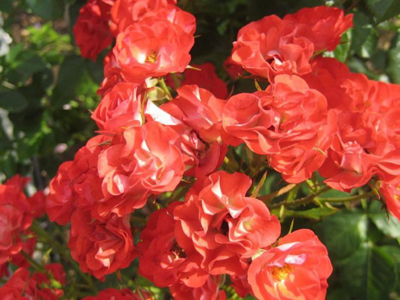 Rose variety