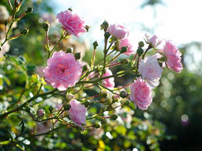 How to water a polyanthus rose