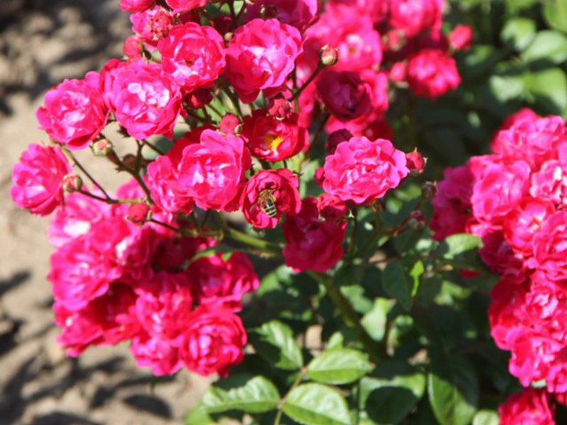 Seating methods for polyanthus roses