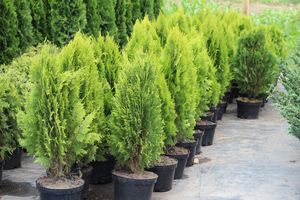 What is the best way to grow a decorative tree