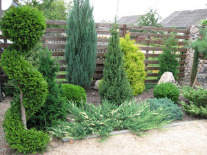 How to plant a coniferous tree