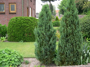 If the garden, then coniferous