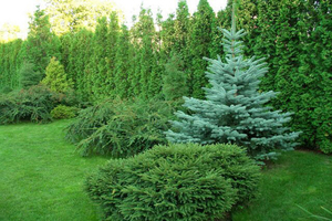 Coniferous garden