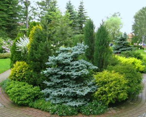 The best coniferous tree