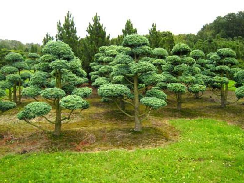 What is the best way to grow trees