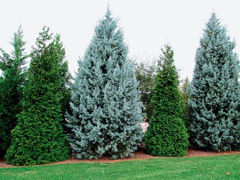 Conifers and trees