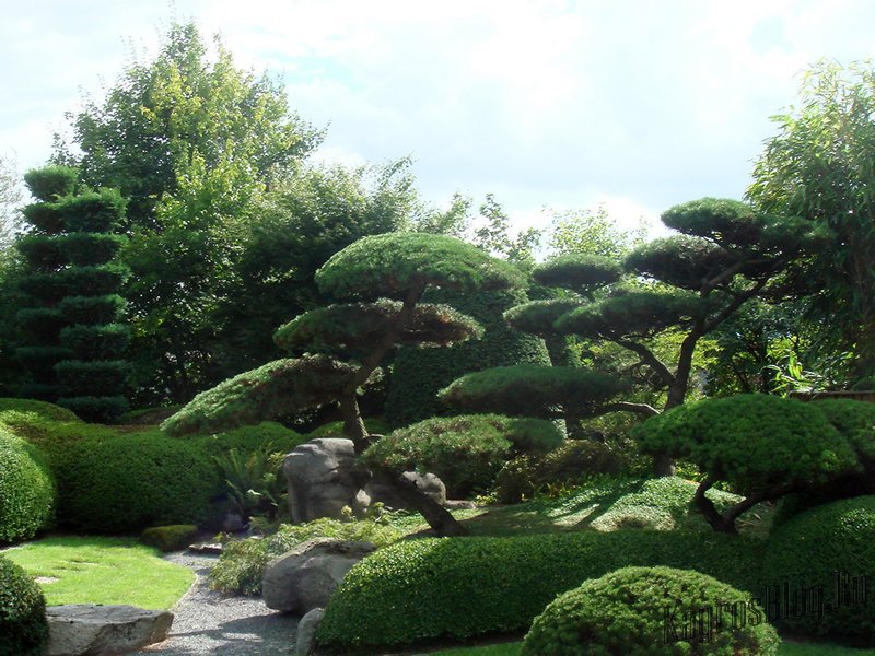 Coniferous compositions in the garden