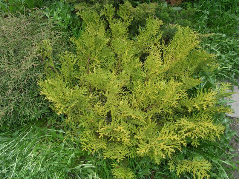 Coniferous plants.