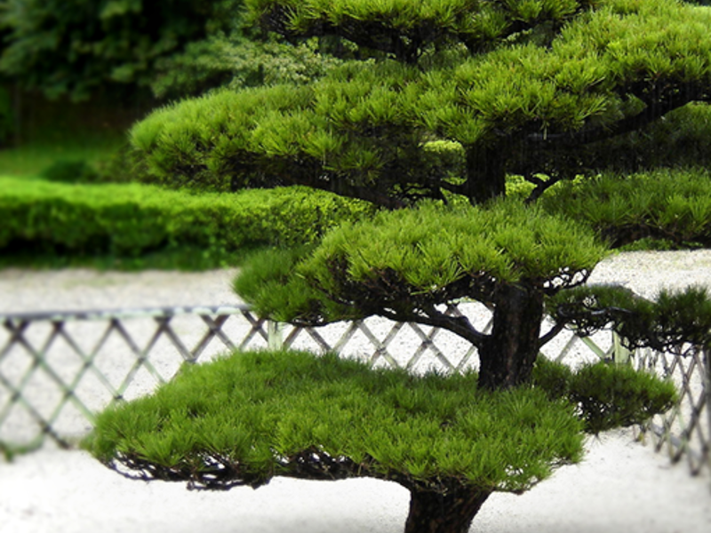 After all, the main decorative element of the garden is still conifers.