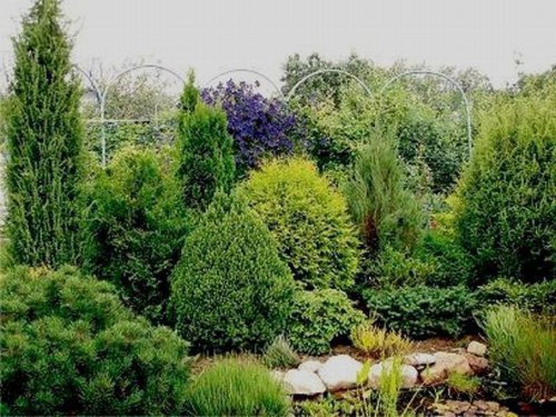 How to care for conifers